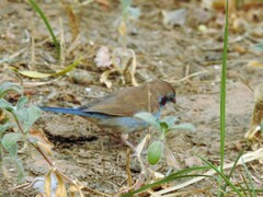 Uraeginthus bengalus