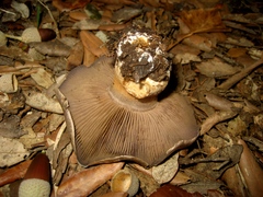 Cortinarius infractus