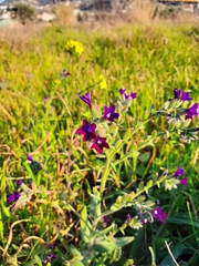 Anchusa