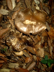 Cortinarius infractus