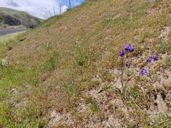 Dipterostemon capitatus