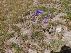 Dipterostemon capitatus