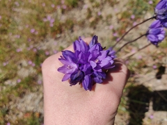 Dipterostemon capitatus