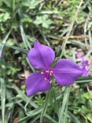 Tradescantia occidentalis