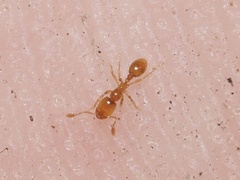 Solenopsis molesta