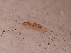 Solenopsis molesta