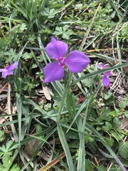 Tradescantia occidentalis