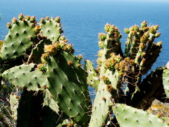 Opuntia elatior