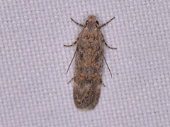 Gelechiini