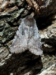 Cerastis rubricosa