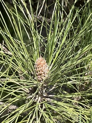 Pinus canariensis