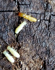 Kalotermes