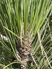 Pinus canariensis