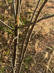 Forestiera pubescens