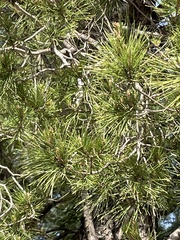 Pinus canariensis