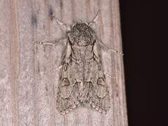 Acronicta tota