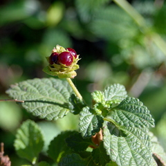 Lantana fucata