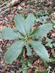 Helleborus orientalis