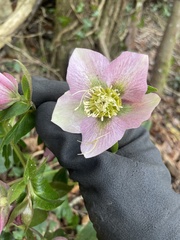 Helleborus orientalis