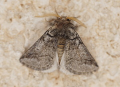 Thaumetopoea processionea