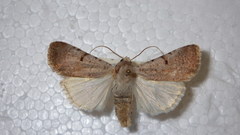 Chersotis margaritacea