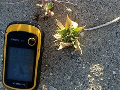 Stillingia spinulosa