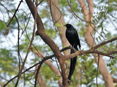 Lamprotornis caudatus