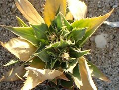 Stillingia spinulosa