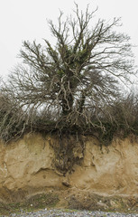 Pyrus communis pyraster