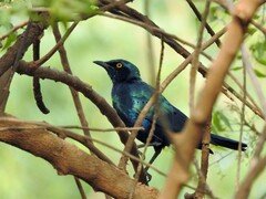 Lamprotornis chalybaeus