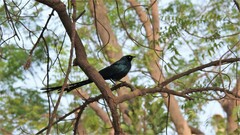 Lamprotornis caudatus