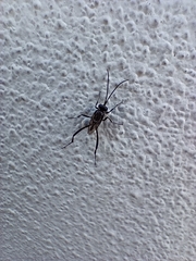 Evania appendigaster