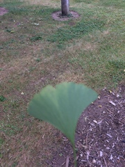 Ginkgoopsida