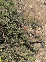 Astragalus trichopodus