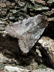 Cerastis rubricosa