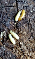 Kalotermes