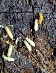 Kalotermes