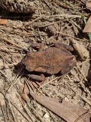 Rhinella crucifer