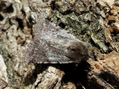 Cerastis rubricosa