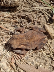 Rhinella crucifer