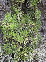 Globularia amygdalifolia
