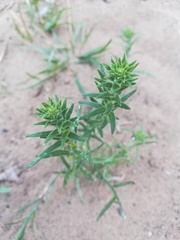 Corispermum intermedium