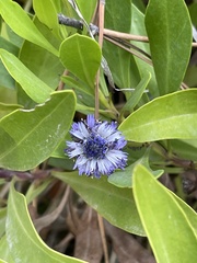 Globularia amygdalifolia