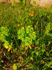 Euphorbia helioscopia