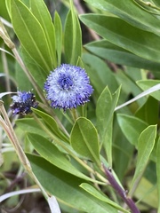 Globularia amygdalifolia