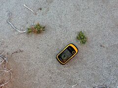 Stillingia spinulosa