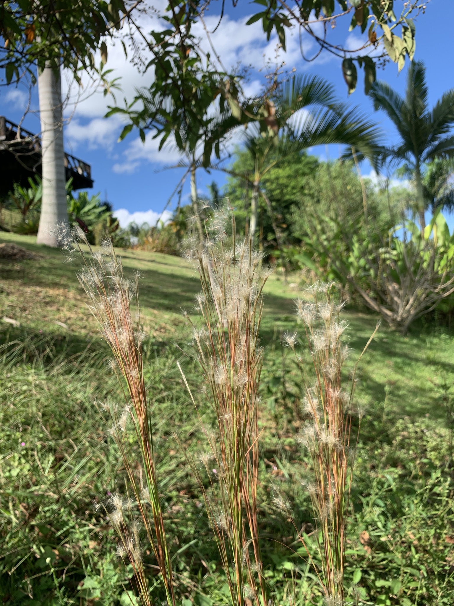 Anatherum bicorne