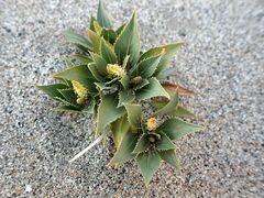 Stillingia spinulosa