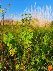 Euphorbia helioscopia