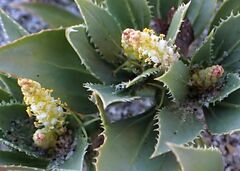 Stillingia spinulosa